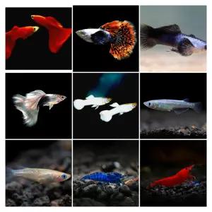 [힘찬열대어] 누구나 쉽게 기를 수 있는 고급 구피, 함께 기를 열대어 모음