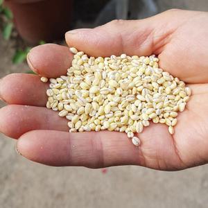 도윤농장 25년 국내산 햇 찰보리 산지출발 4kg