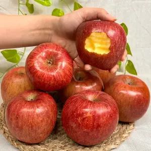 25년 경북 부사사과 고당도 꿀사과 가정용 흠과 3kg 5kg 못난이 햇사과