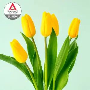 [아시아종묘]튤립구근 2025년 네덜란드 특선 튤립 골든아펠톤 (5개입)