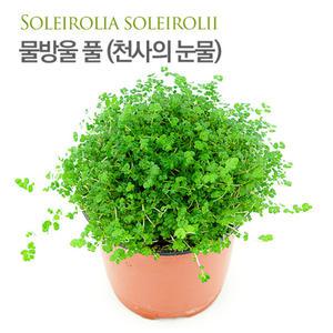 피알피쉬 물방울풀_천사의눈물 (Soleirolia Soleirolii) 수경식물