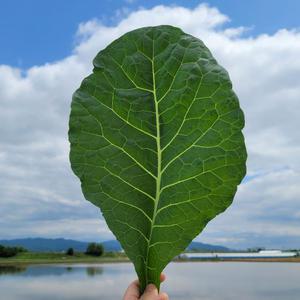 국산 유기농 케일 신선초 당일수확