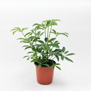 글라스가든 홍콩야자 소품 실내공기정화 관엽 수경재배식물 실내화분 모종