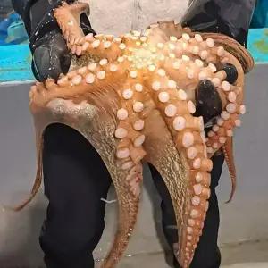 싱싱햇 국내산 문어 활문어 돌문어 1kg