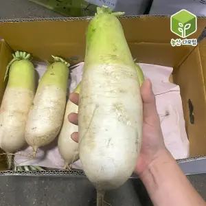 국내산 햇무 제주무 월동무 흙무 세척무 무우 10kg