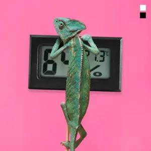 알티피아 키밍 심플 디지털 온습도계 정밀 온도계 반려동물 온습도계 습온도계 정확한 정밀