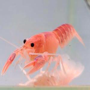 애완  미니 가재 키우기 관상용 볼케이노 가재 1마리