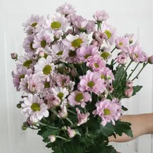 (플라워마켓) 보라미 소국 한단 양재꽃시장 생화 배달 꽃 정기구독