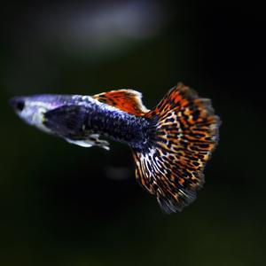 나나아쿠아 열대어 믹스구피 드래곤구피 5마리