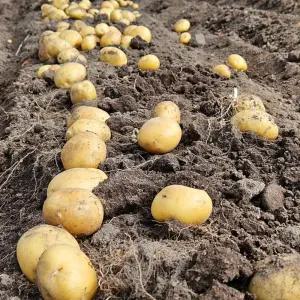 강원도 첫수확 햇감자 감자 중간크기 5kg 10kg