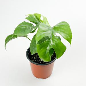 글라스가든 히메 몬스테라 희귀식물 델리시오사 소품 실내공기정화 델리치오사 수경재배식물