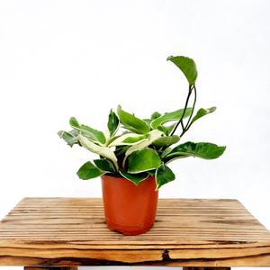 에덴플랜트 호야 행잉플랜트 공중식물 덩굴식물 늘어지는 호야꽃 인테리어