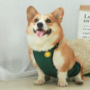 강아지 배보호대 복대 방수 허리감싸개 일상 츠 23스타킹 오타후쿠양말 여성 애완견