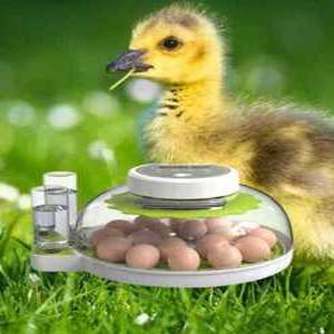 노케이 부화기 닭 알 오리 계란 부화용 농장 체험