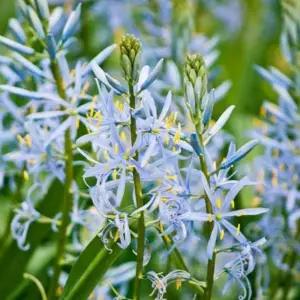 카마시아 (블루헤븐) 구근 10개