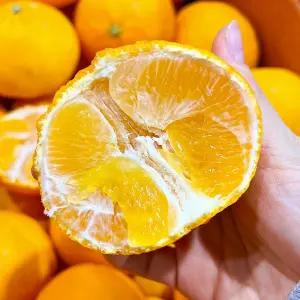 제주 황금향 못난이 10kg