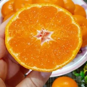 제주 감귤 5kg 노지감 2s (소과)