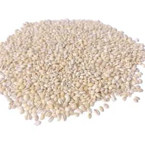 군산 흰찰쌀보리4kg 흰찰보리 찰보리 25년산 햇흰찰보리