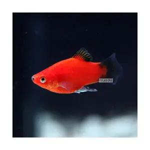 왁 플래티 (5마리)