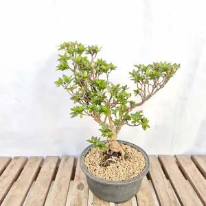 각엽진산 녹산 철쭉 특품 분재 반려 식물 인테리어 화분 키우기