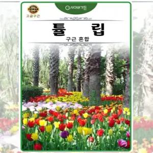 튤립 구근 혼합 50구 가을구근,가을식재,추식구근,대량구매 체험학습 일년생