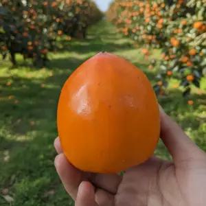 대봉감 대봉시 10kg 특대 (30과 내외) 대봉 홍시 못난이 곶감용 홍시용 단감 햇감 농장 직영 10키로 대과