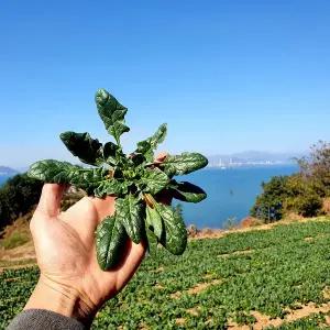 [철따라농산물]남해 노지 시금치 보물초 1kg