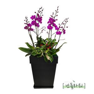 서양란 만천홍/축하화분/승진/취임/영전/축하란