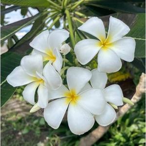 플루메리아 씨앗 5립 / 하와이 꽃 / 종자 희귀씨앗