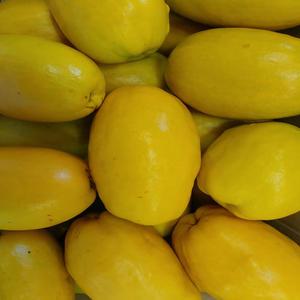 가마실농장 향긋한청도모과 3kg 5kg 첫출하