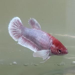 [신세계수족관] 빅이어 하프문베타 암컷 (색상미요구시 랜덤발송)