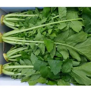 강원도 정선 무없는 생무청 3kg 시래기용 무청