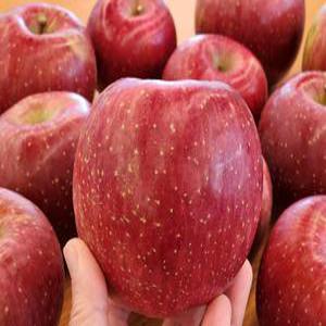 얼음골 일품사과 햇사과 부사 3kg,5kg,10kg