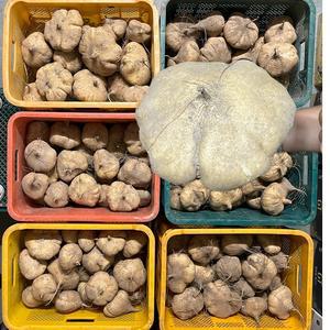 국내산 히카마 얌빈 멕시코 감자 5kg