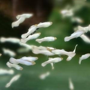 [신세계수족관] 화이트 구피 1마리