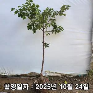 매실나무 / 왕매실 / 3년생 / 결실주