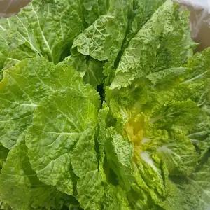 국내산 봄동 2kg 4kg 내외 달큰한 겉절이