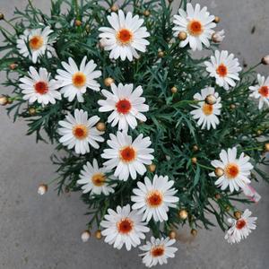 라떼목마가렛 공기정화식물 모종 목마가렛 모종 봄꽃 마가렛 A02