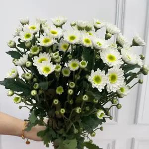 (플라워마켓) 포드 소국 한단 양재꽃시장 생화 배달 꽃정기구독