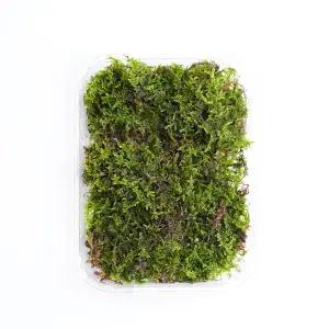 갑조네 이끼 모음전 비단이끼 테라리움 만들기  석부작 분재 재료 가습 식물