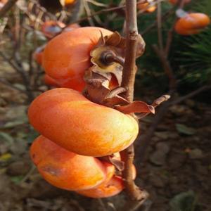 감나무(차량단감)접목1년(2주묶음)유실수/묘목/A0024