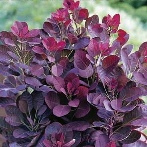 자엽안개나무(로얄퍼플)실생2년_특묘(2주묶음)/조경수/정원수/묘목/A0714