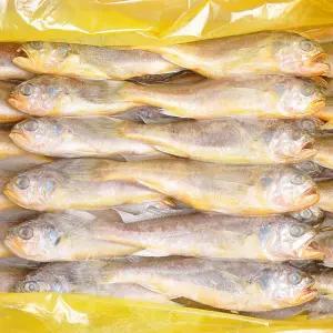 냉동 조기 참조기 3.5kg 내외 40~52마리 내외