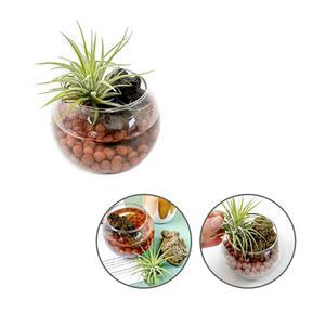 공기정화 식물 화분 만들기 미니 투명컵 황토볼 자연 가습기 DIY 1인세트