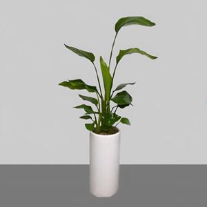 이지플라워 관엽 여인초(극락조) 개업 사무실이전 전시회 축하 인테리어 화분 꽃배달