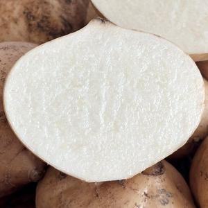 멕시코 감자 베트남 생으로 먹는 히카마 히까마 5kg