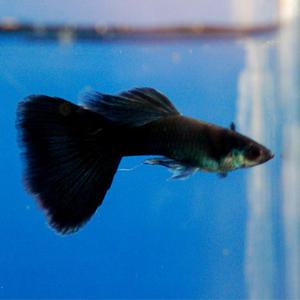 [춘자네수족관]고정구피, 풀블랙 [한쌍] 구피