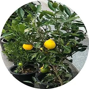 귤나무/Citrus unshiu/귤나무화분/대형/개업/집들이/취미/축하화분