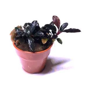 부세파란드라 레드미니 1포트