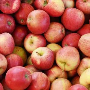 경북 사과 달아요 부사 가정용 2kg 대과(5-9)